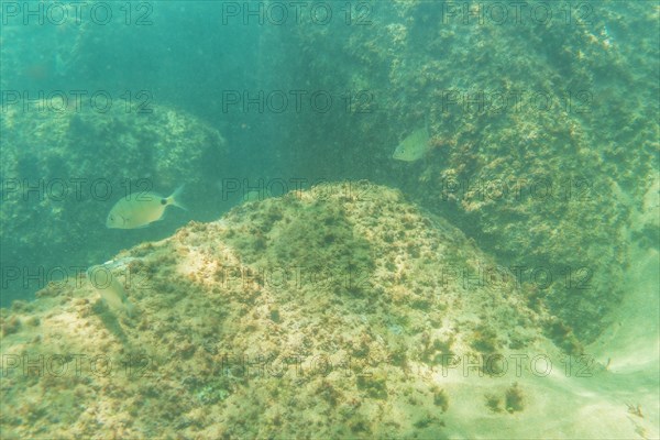 Diving in a beautiful seabed in the town of Zarautz very close to San Sebastian