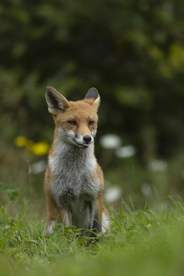 Red fox