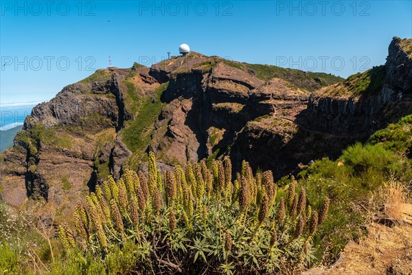 Plants on top of the Ninho da