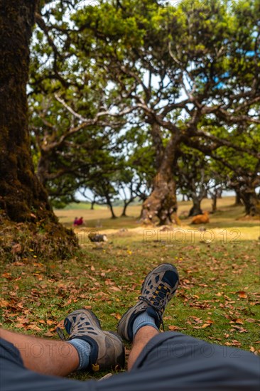 Fanal forest in Madeira