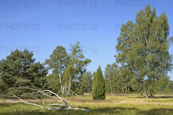 Heathland