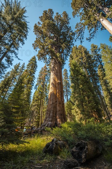 The impressive General Sherman Tree in Sequoia National Park