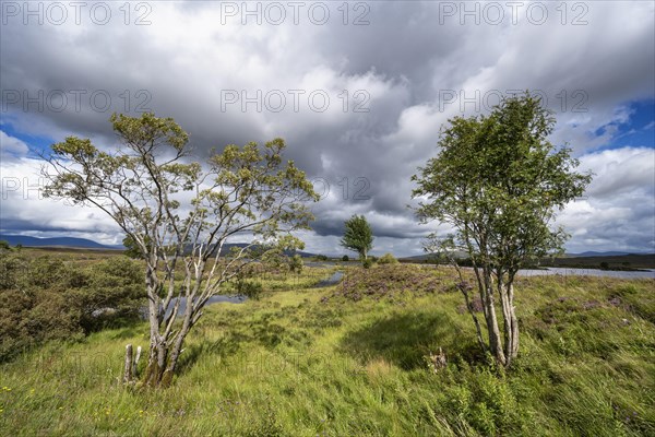 Moorland at Rannoch Moor