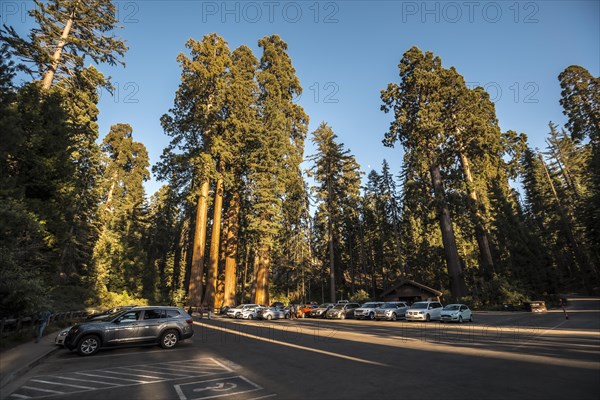 Sequoia National Park