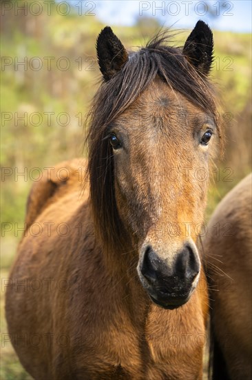 Portrait of a brown Icelandic horse in a pasture. Autumnal landscape in the background