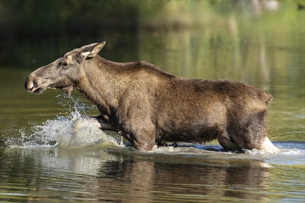 European elk