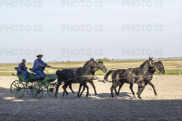 Horses