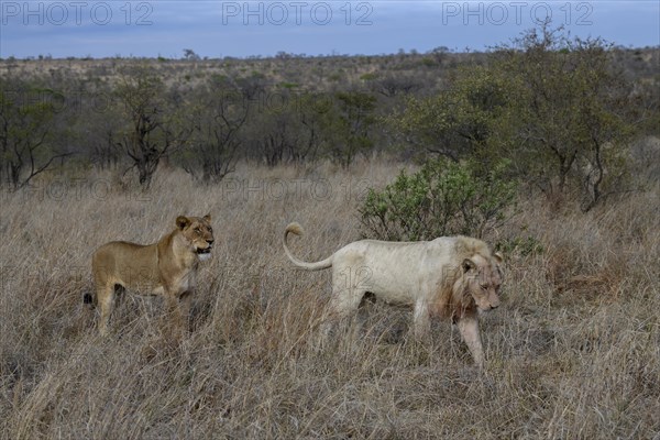 Lions