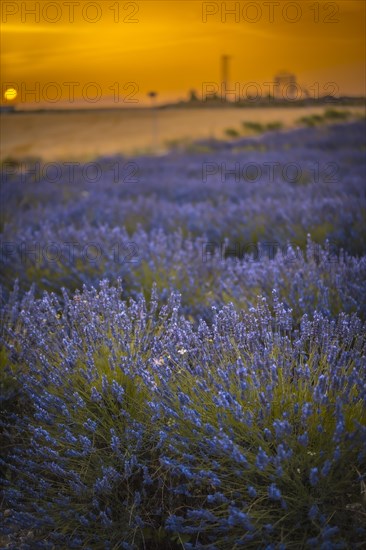 Field of lavender with purple flowers in full cultivation in the town of Olite