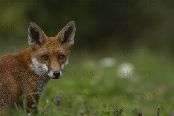 Red fox