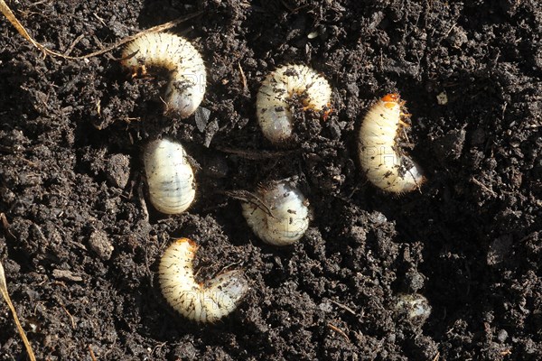 European june beetle