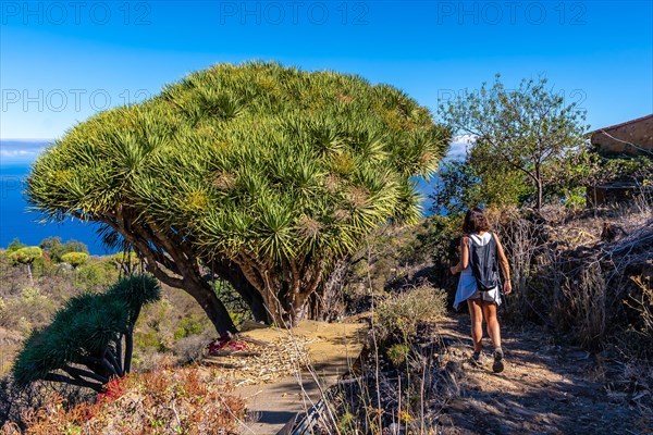 Las tricias trail and its beautiful dragon trees in the town of Garafia in the north of the island of La Palma