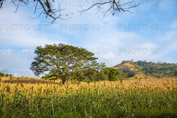 A green fairytale tree in a field of Copan Ruinas. Honduras