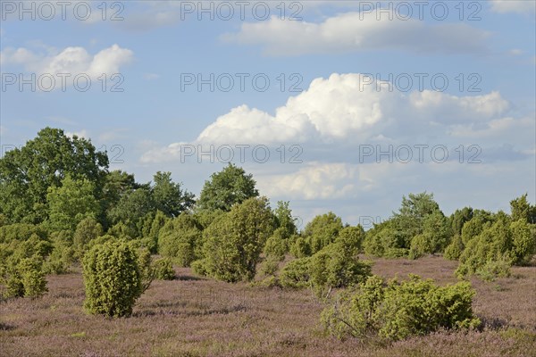 Heathland