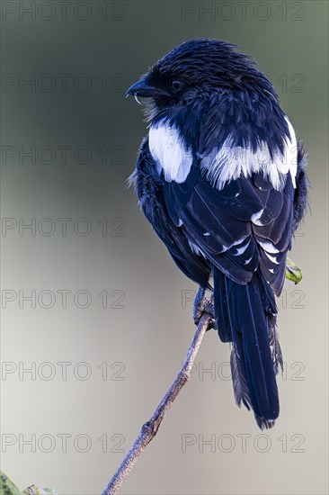 Magpie Shrike