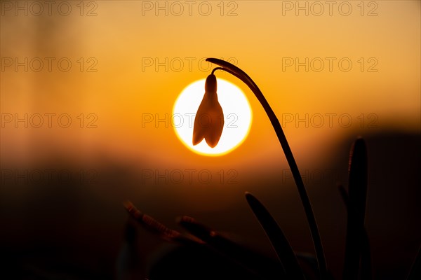 Common snowdrop