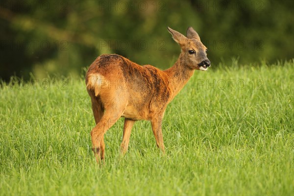 Roe deer changing coat