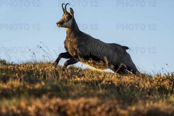 Chamois