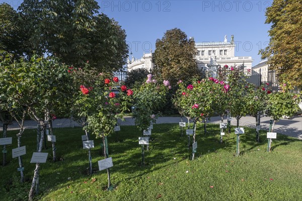 Rose Garden in the Volksgarten