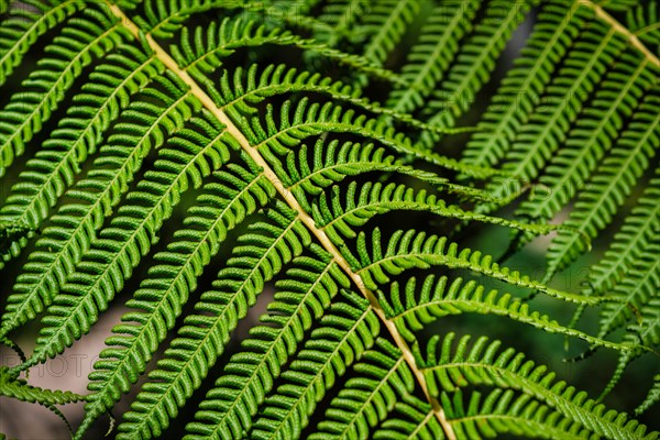 Close up view Sphaeropteris cooperi or Cyathea cooperi lacy tree fern