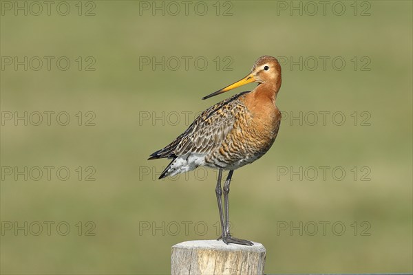 Black-tailed Godwit