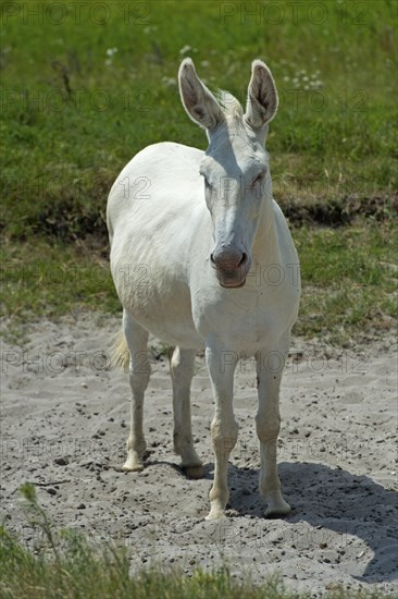 Austro-Hungarian White Baroque Donkey
