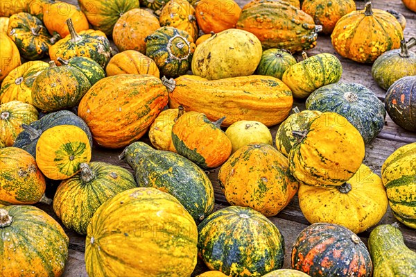 Colourful ornamental pumpkins in autumn