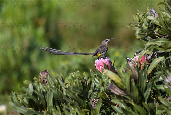 Cape Honeybird