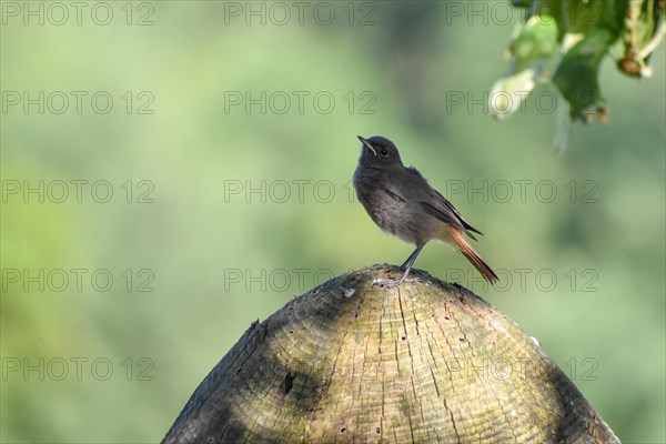 Black Redstart