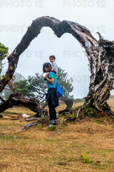 Fanal forest with fog in Madeira