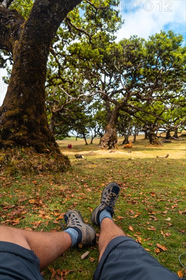 Fanal forest in Madeira