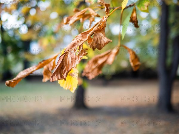 Autumn leaves from the chestnut tree