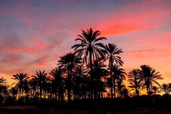 Silhouette of palm trees reflected in an orange sunset on a beach by the sea in the town of Torrevieja