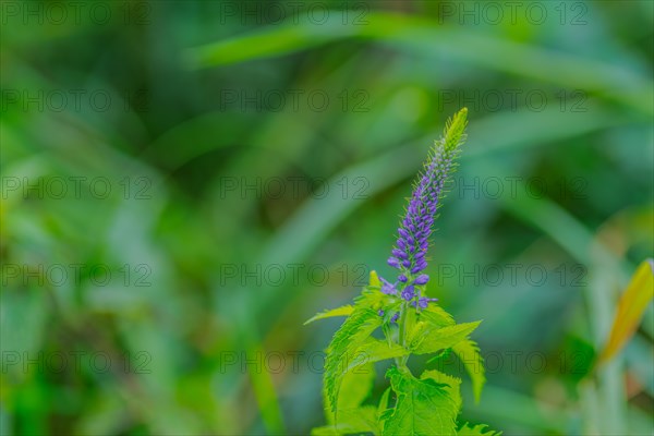 Garden speedwell