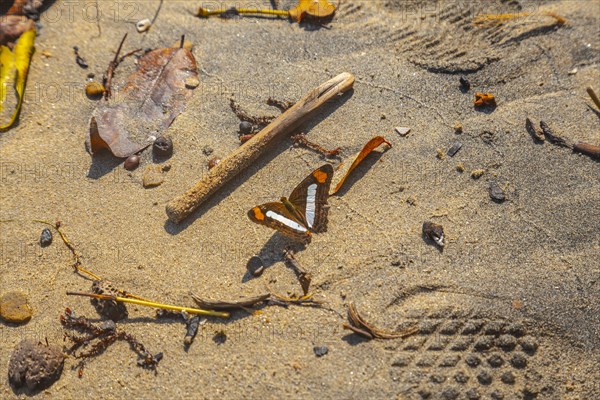 A butterfly on the beach of Puerto Caribe in Punta de Sal in the Caribbean Sea