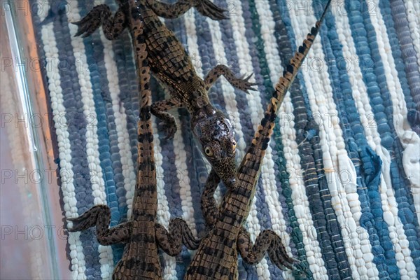 A crocodile from the Nile river in a Nubian village near Aswan city. Egypt