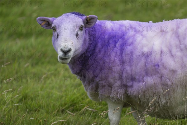 Sheep with purple dyed coat