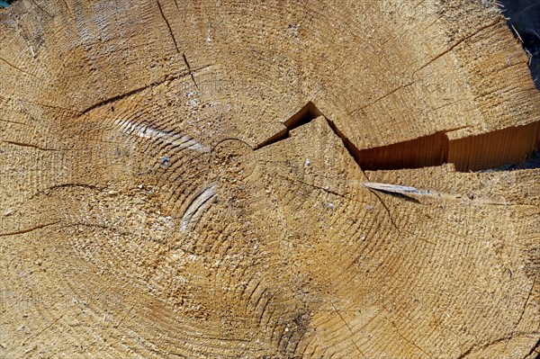 Cracked tree slice with annual rings