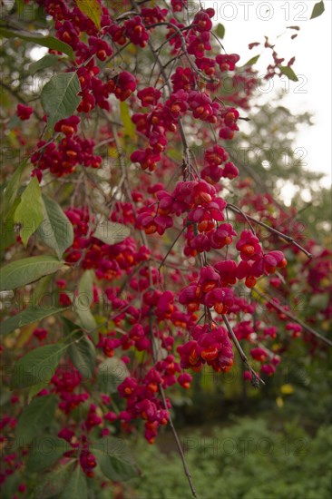 European spindle tree