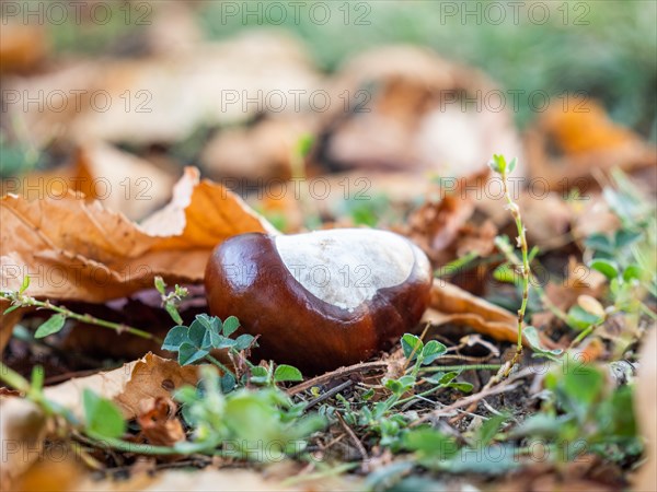 Chestnut tree