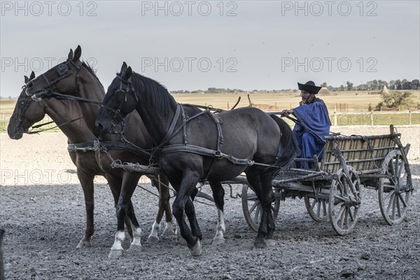 Horses