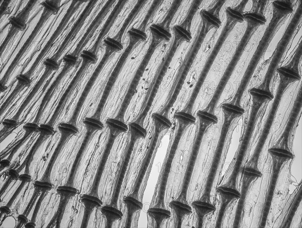 Cartilage from a ray wing backlit