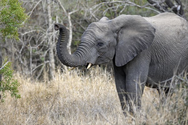 African elephant