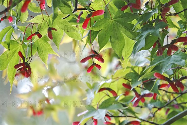 Fan maple in autumn