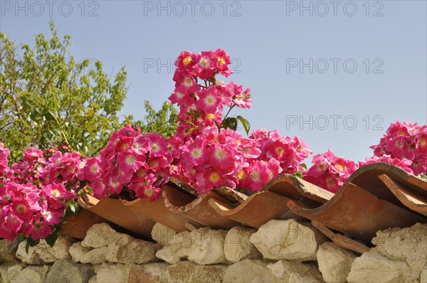 Roses on a wall in Talmon sur Gironde