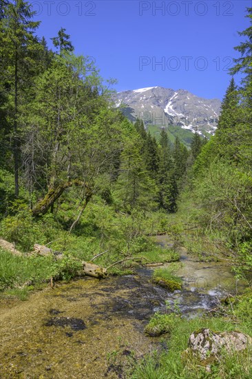 Greimelbach and view of the Oetscher