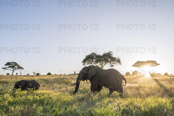 African elephants