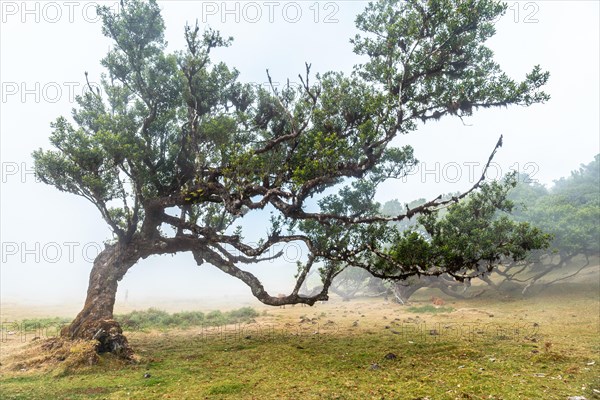 Fanal forest with fog in Madeira