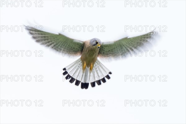 Common kestrel