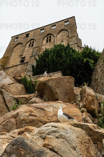 A seagull inside the famous Mont Saint-Michel Abbey